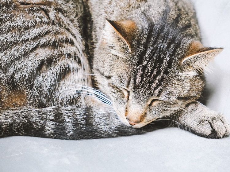 Hauskater Mitten-Drin